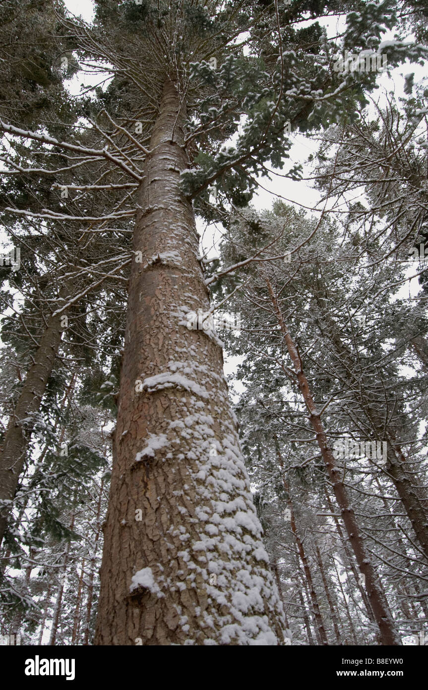 Pino nella neve. Foto Stock