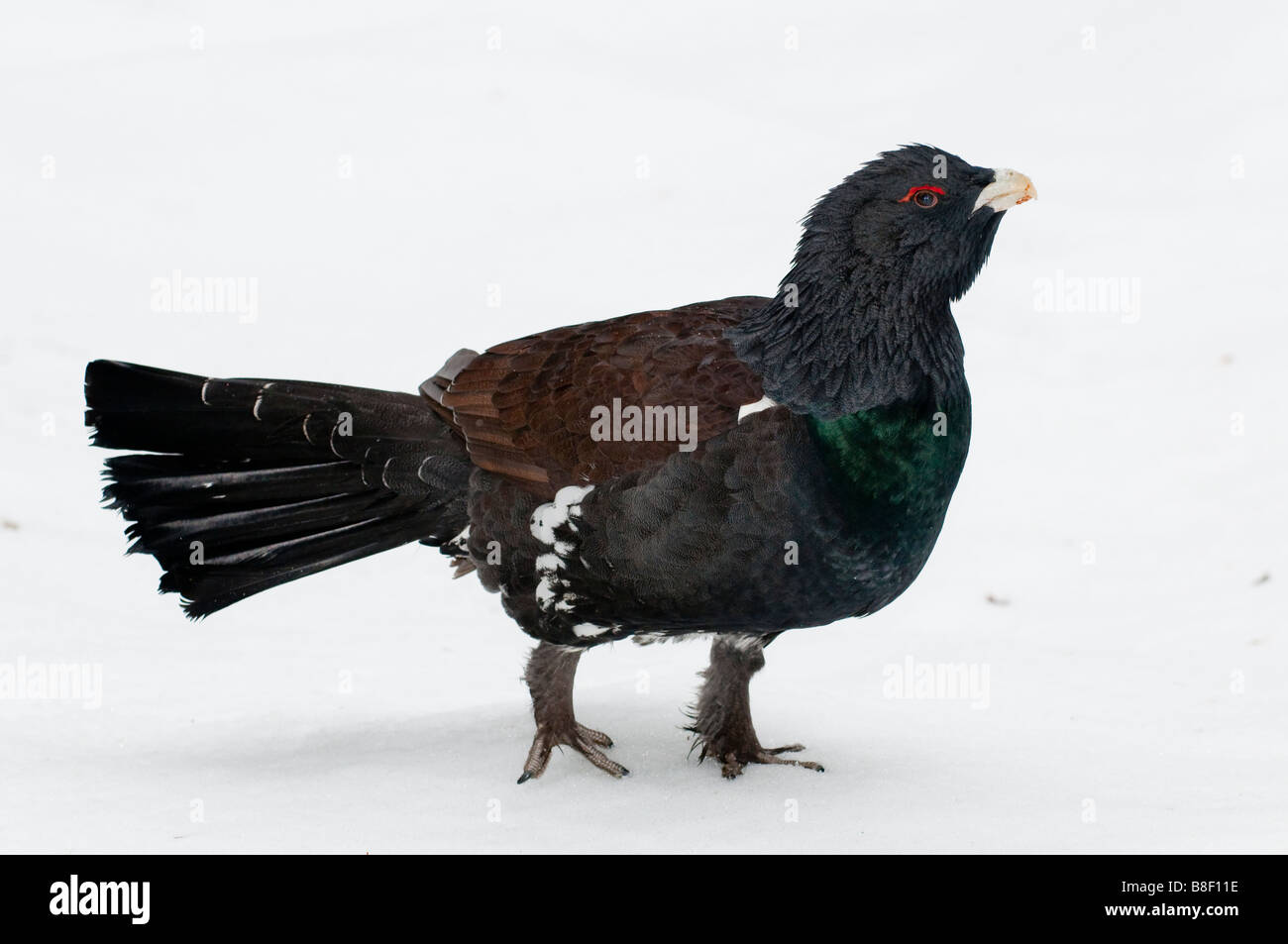 Gallo cedrone (Tetrao urogallus) - maschio di gallo cedrone western wood grouse Foto Stock