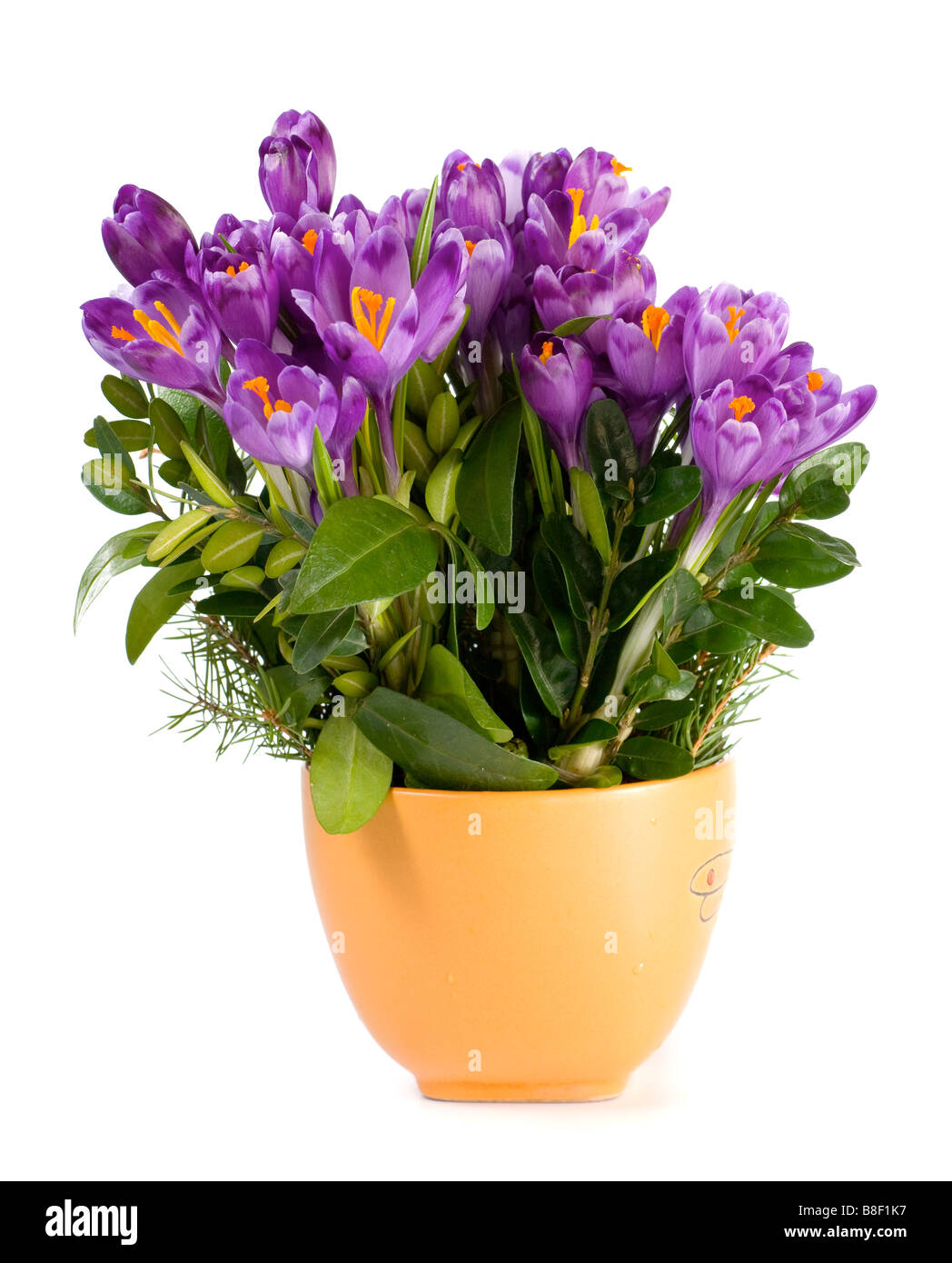 Vacanze di primavera crocus fiori in tazza isolata su sfondo bianco Foto Stock