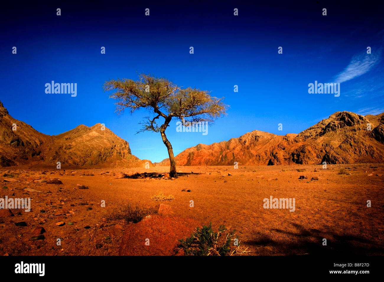Un Lone Tree in un deserto in Egitto Foto Stock