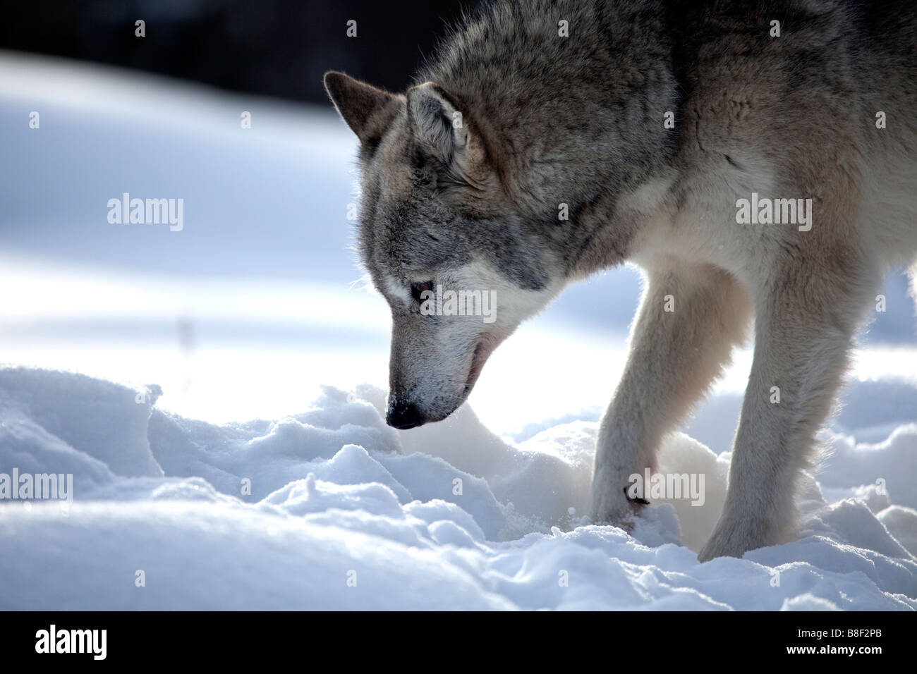 Canis lupus Lupo giocare nella neve Foto Stock
