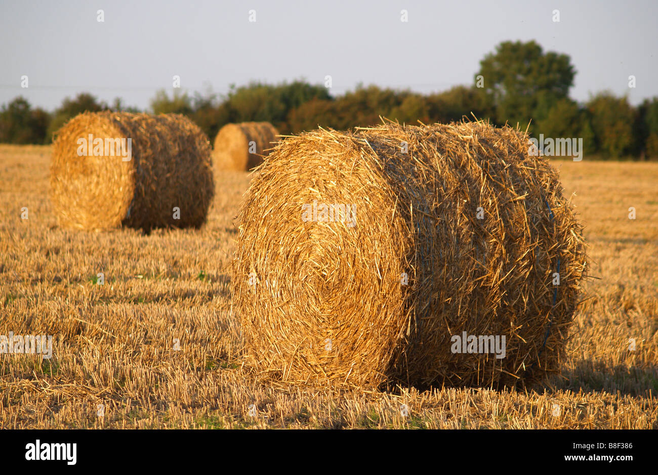 Balle di fieno in un campo di Woodborough, Nottinghamshire England Regno Unito Foto Stock