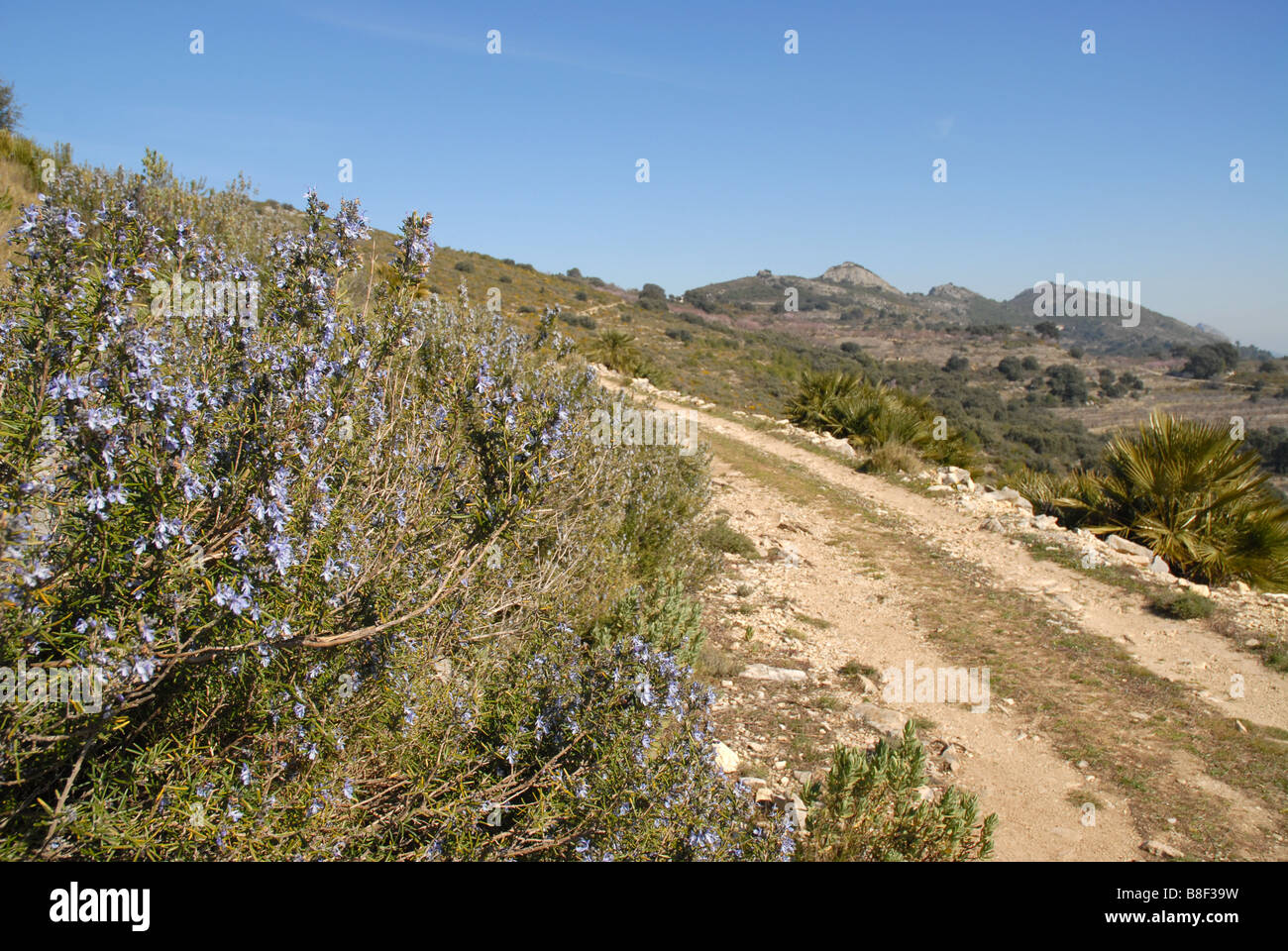 Il rosmarino selvatico e il percorso attraverso le montagne, vicino a Benimaurell, Vall de Laguar, provincia di Alicante, Comunidad Valenciana, Spagna Foto Stock
