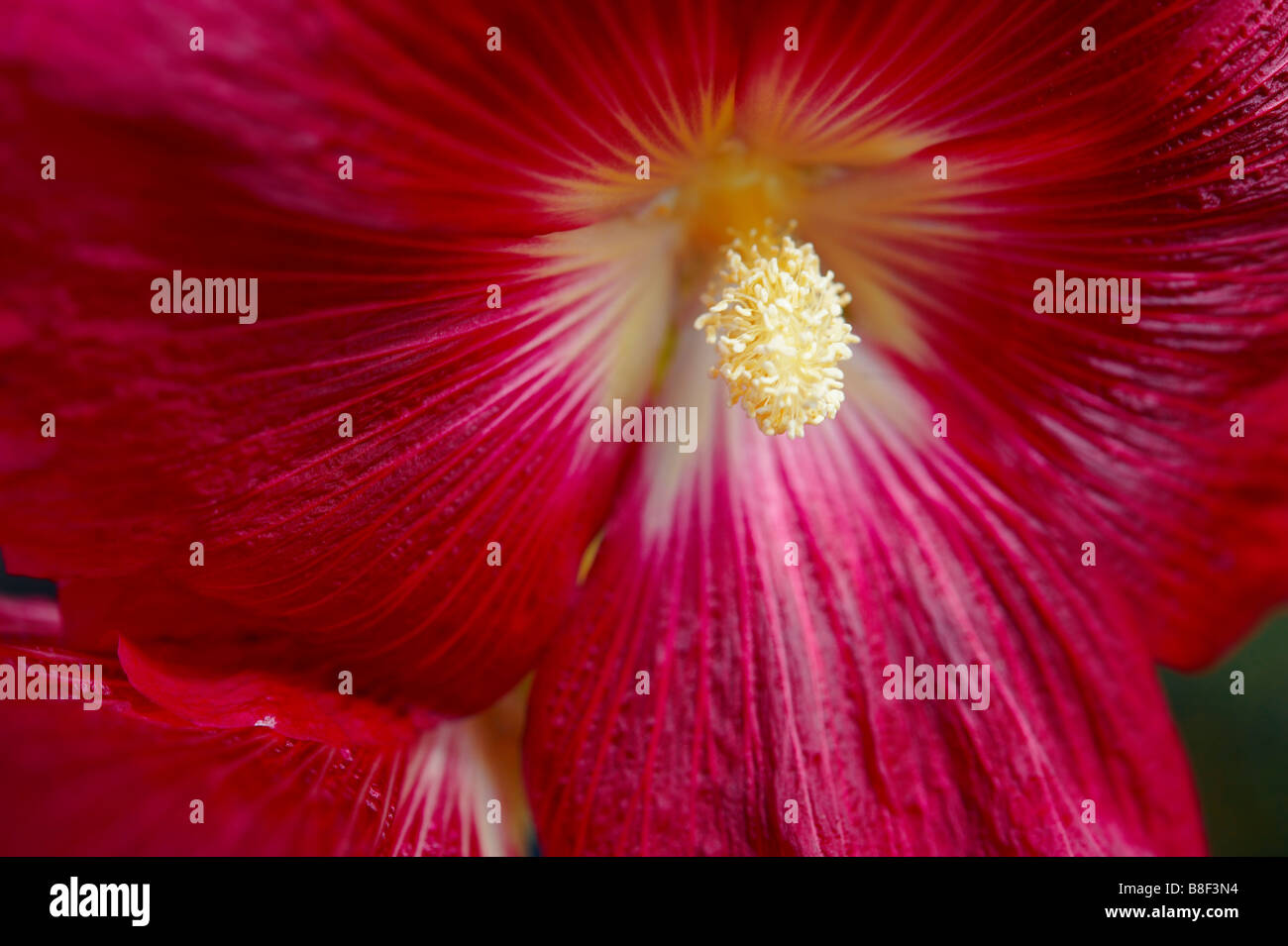 Red Hollyhock tradizionale English Garden cottage flower . Alcea Foto Stock