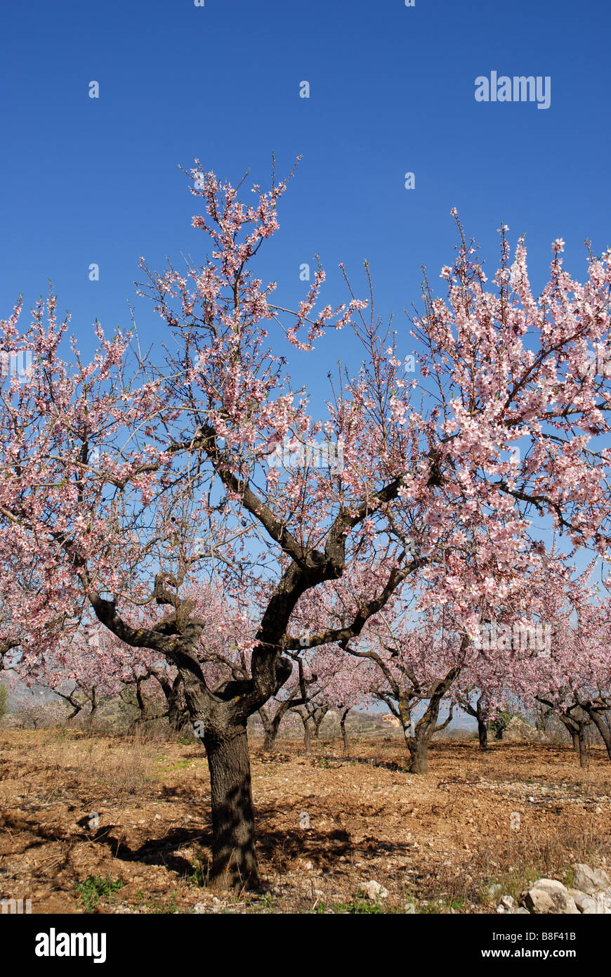 Mandorlo in fiore, vicino a Benimaurell, Vall de Laguar, provincia di Alicante, Comunidad Valenciana, Spagna Foto Stock