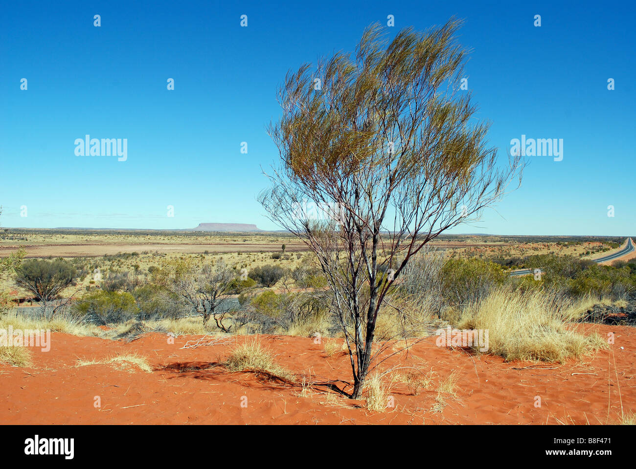 Impianto Outback con Mount Connor in background Foto Stock