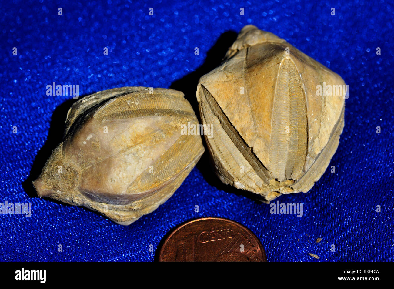 Teste di fossili di echinodermi. Foto Stock