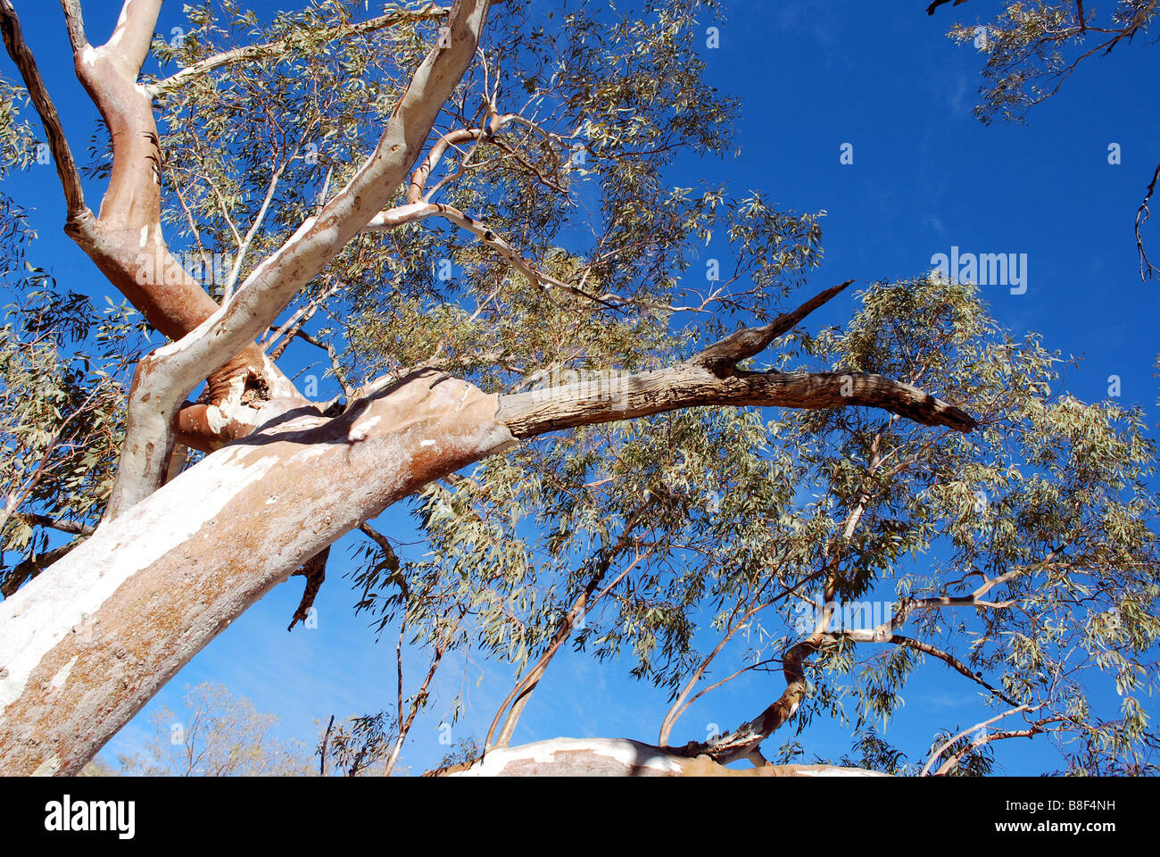 Ghost Gum Tree, Simpsons Gap, Territorio del Nord, l'Australia Foto Stock