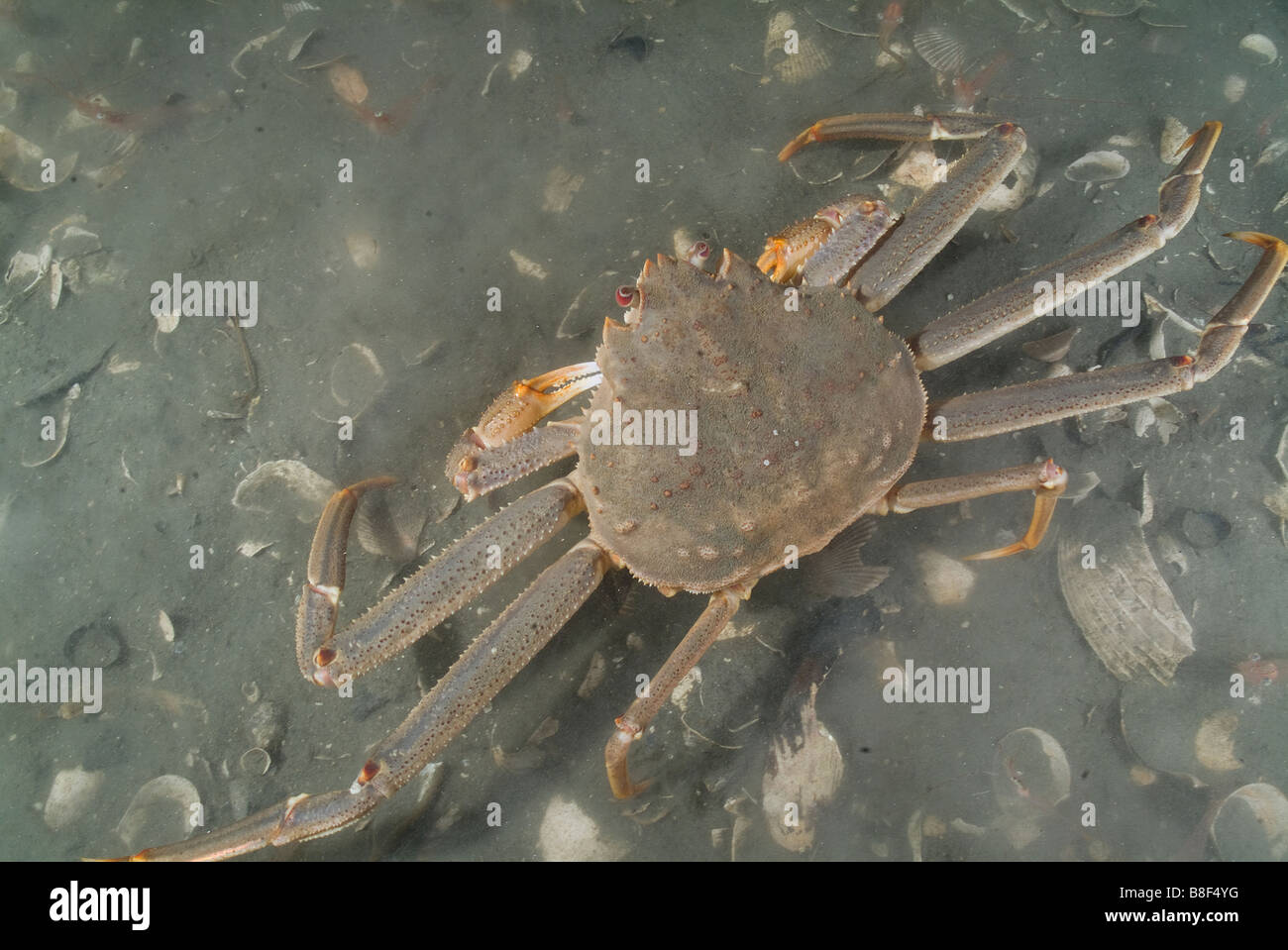 Tanner Crab grancevola artica Chinoecetes bairdi Alaska Foto Stock