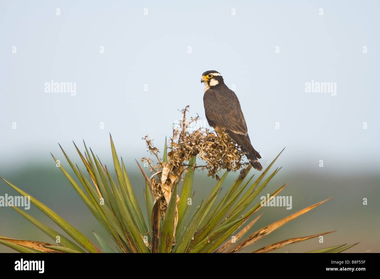 Falco femoralis Foto Stock