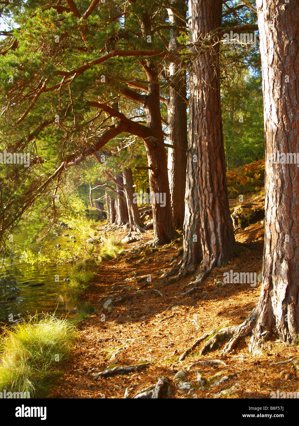 Alberi dalla banca di Loch un Eilean, Rothiemurchus vicino a Aviemore nelle Highlands della Scozia UK Foto Stock