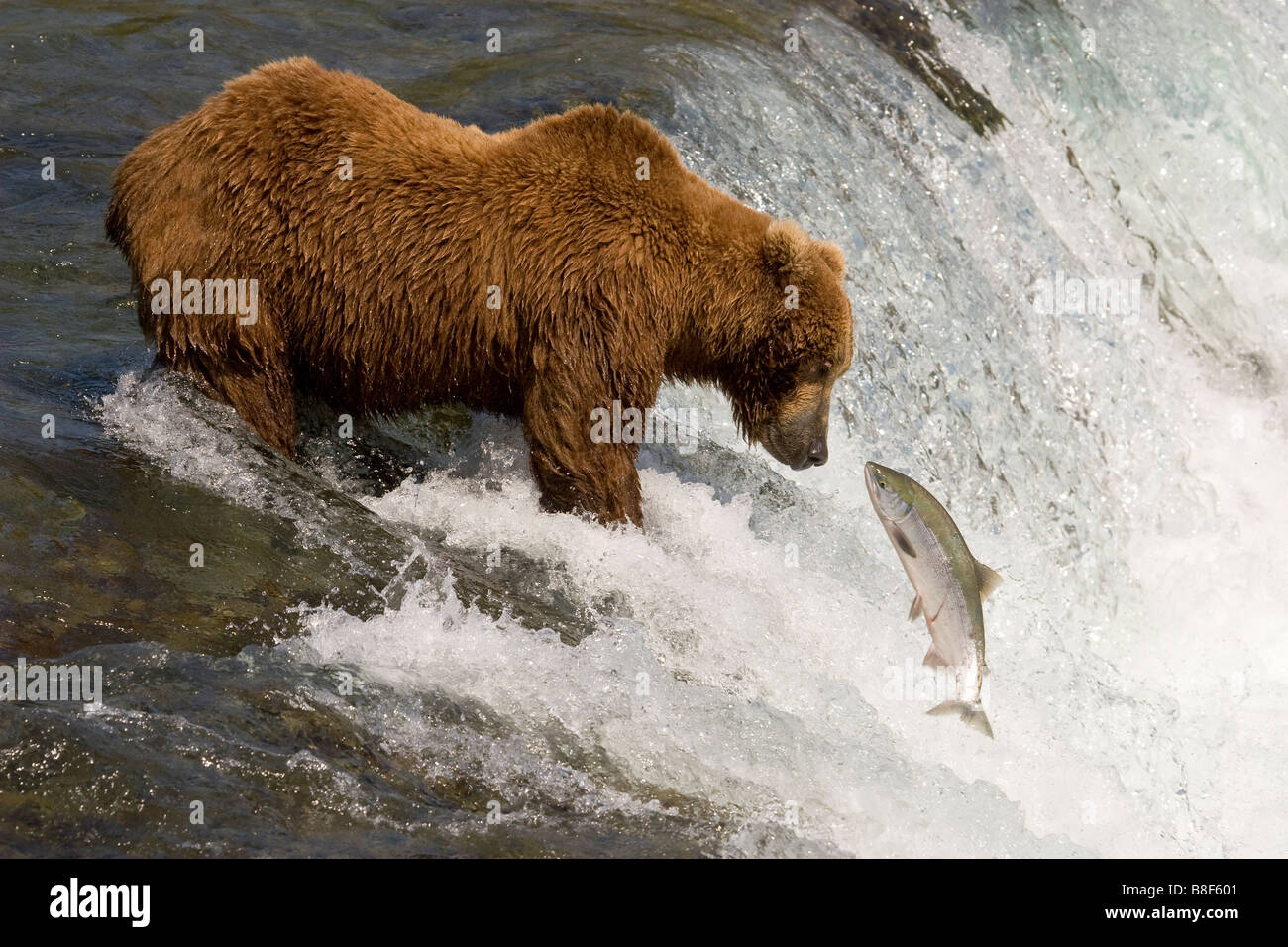Bruno Orso grizzly Ursus arctos horribilis la pesca al Salmone Sockeye Katmai National Park in Alaska Foto Stock