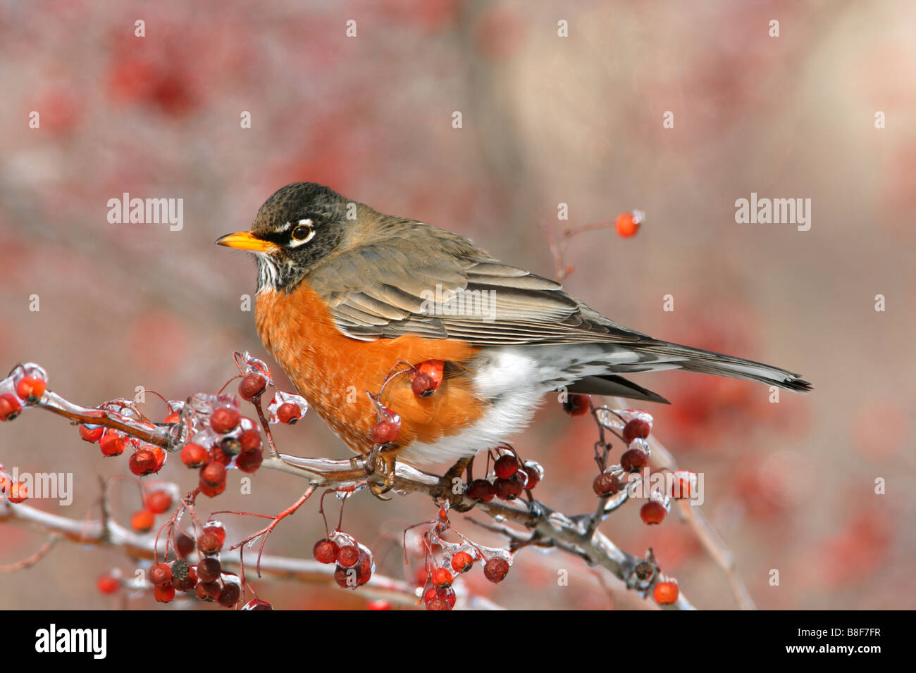 American Robin appollaiato in biancospino bacche con ghiaccio Foto Stock
