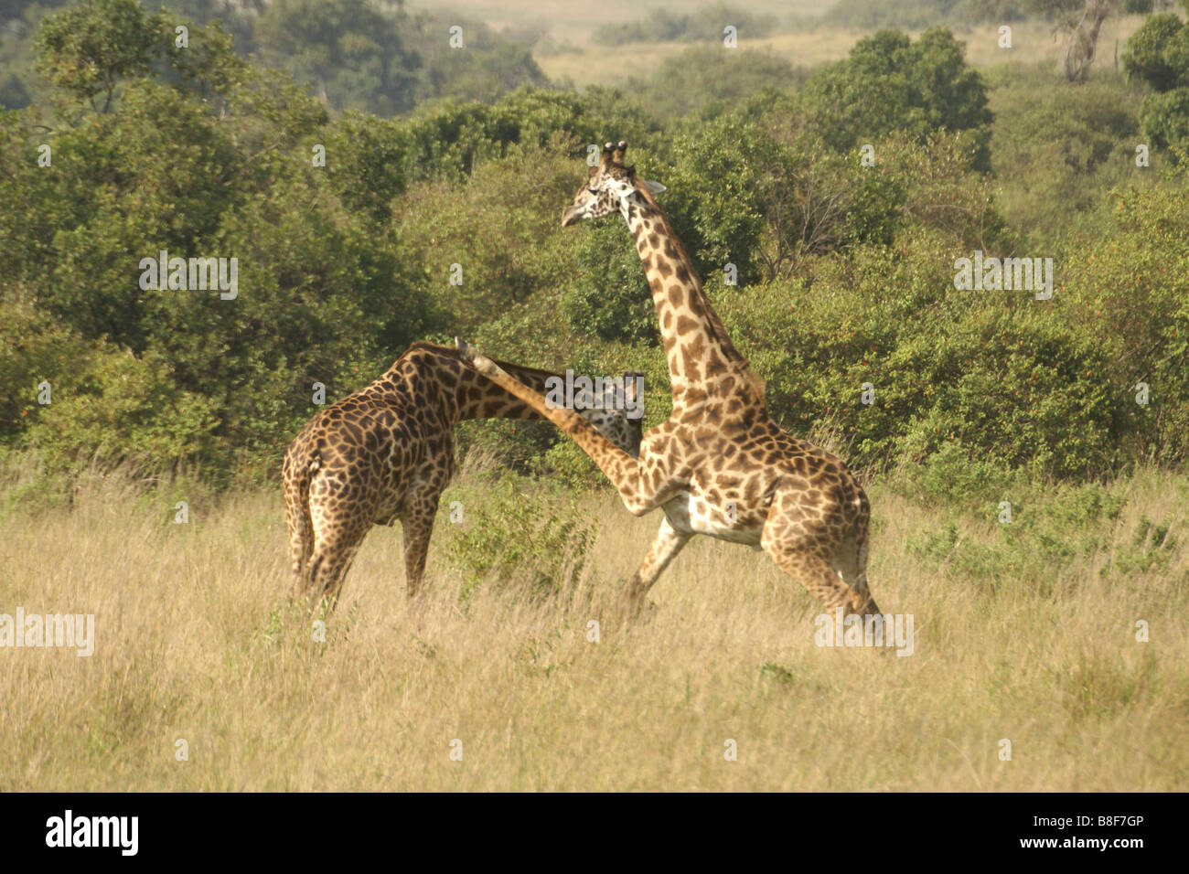 Masai giraffe combattimenti (una gamba ha intrappolato sulla sommità dell'altro), il Masai Mara, Kenya Foto Stock