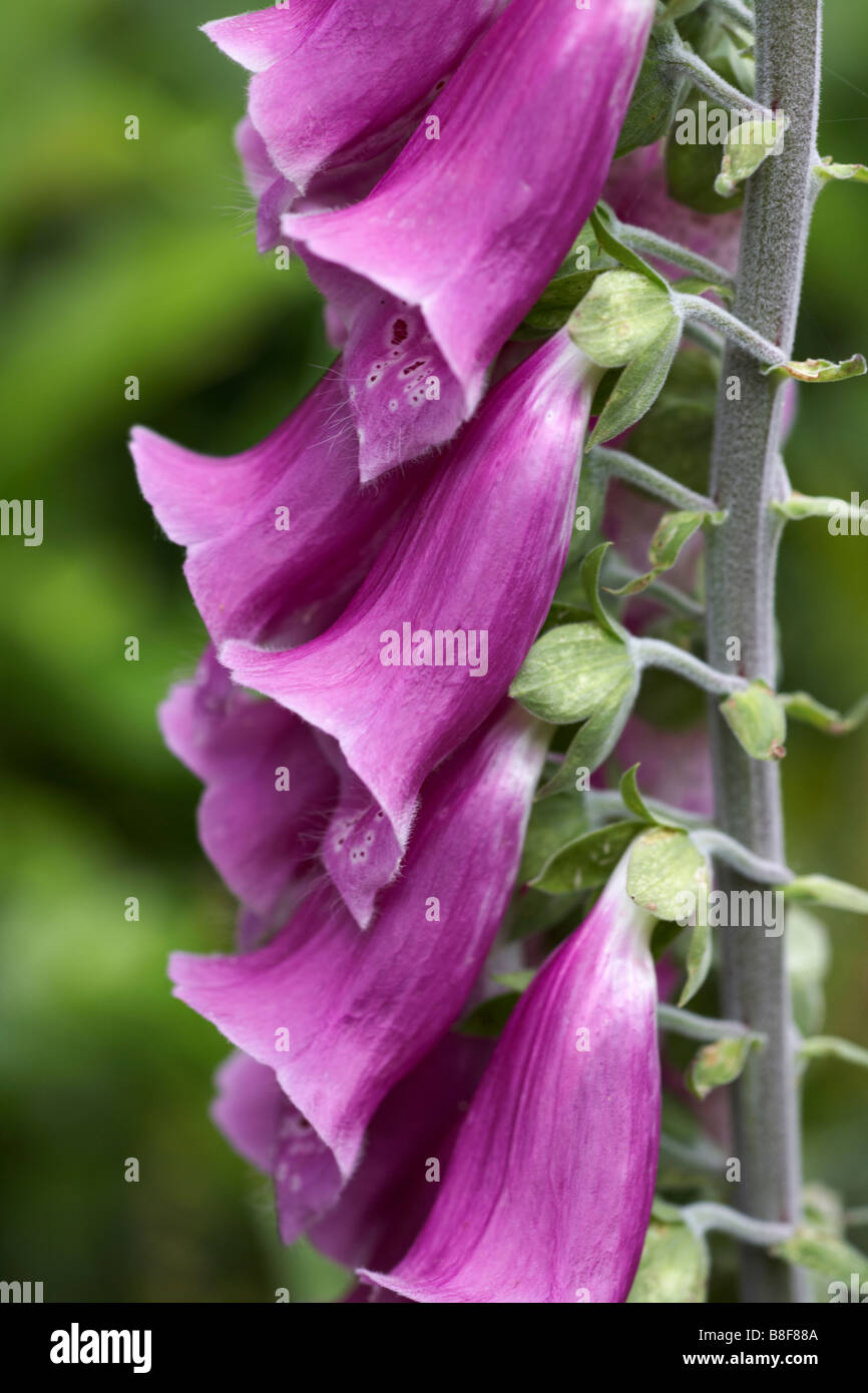 Pink Foxguanto, Digitalis purea, che cresce selvatico in estate a Devon, Regno Unito nel mese di giugno - guanti di foxworders fiori primo piano Foto Stock