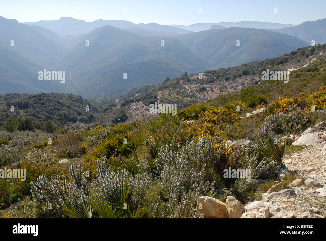 Rosmarino, ginestre, mandorla frutteti e sulle montagne, vicino a Benimaurell, Vall de Laguar, provincia di Alicante, Comunidad Valenciana, Spagna Foto Stock