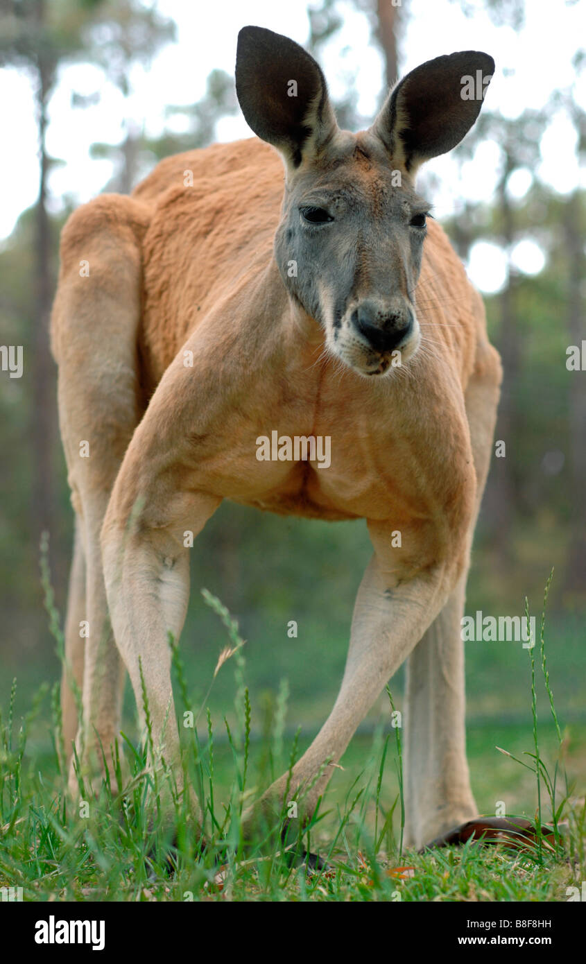 Canguro rosso Macropus rufus maschio Foto Stock