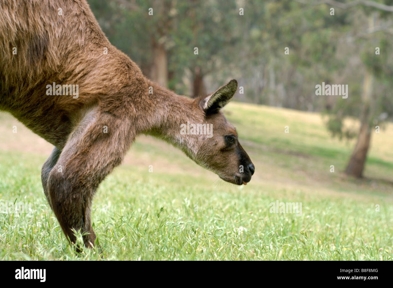 Grigio occidentale Canguro Macropus fuliginosus maschio Foto Stock