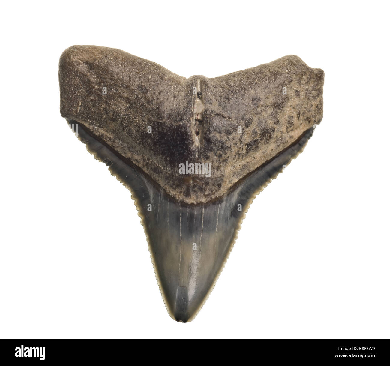 Compra Ciondolo fossile di dente di squalo Otodus all'ingrosso