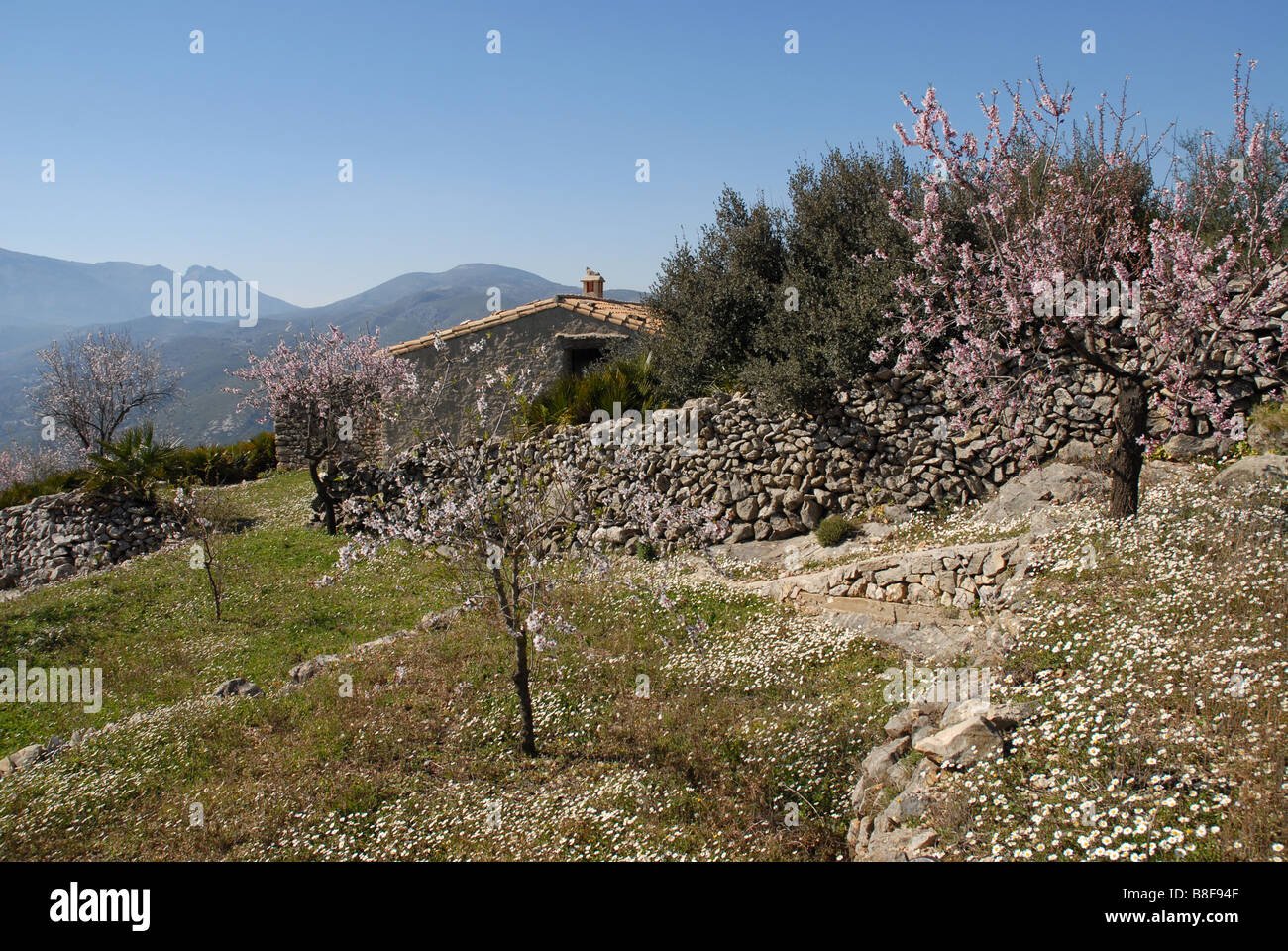 Agriturismo e mandorla orchard, vicino a Benimaurell, Vall de Laguar, provincia di Alicante, Comunidad Valenciana, Spagna Foto Stock