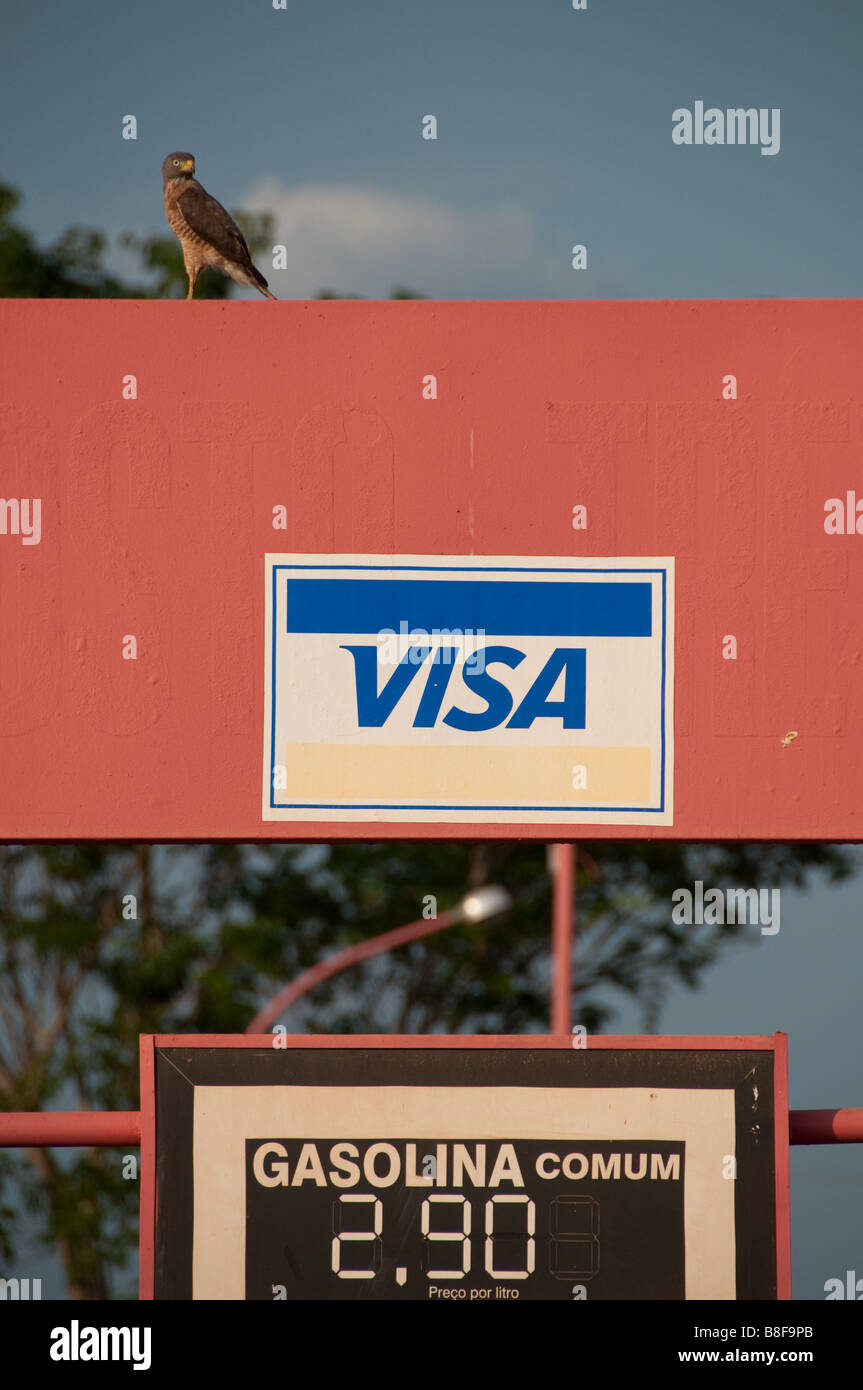 Gli uccelli rapaci si siede su un segno in corrispondenza di una stazione di benzina che offre visa come mezzo di pagamento 29 10 2008 Carolina Maranhao Brasile Foto Stock
