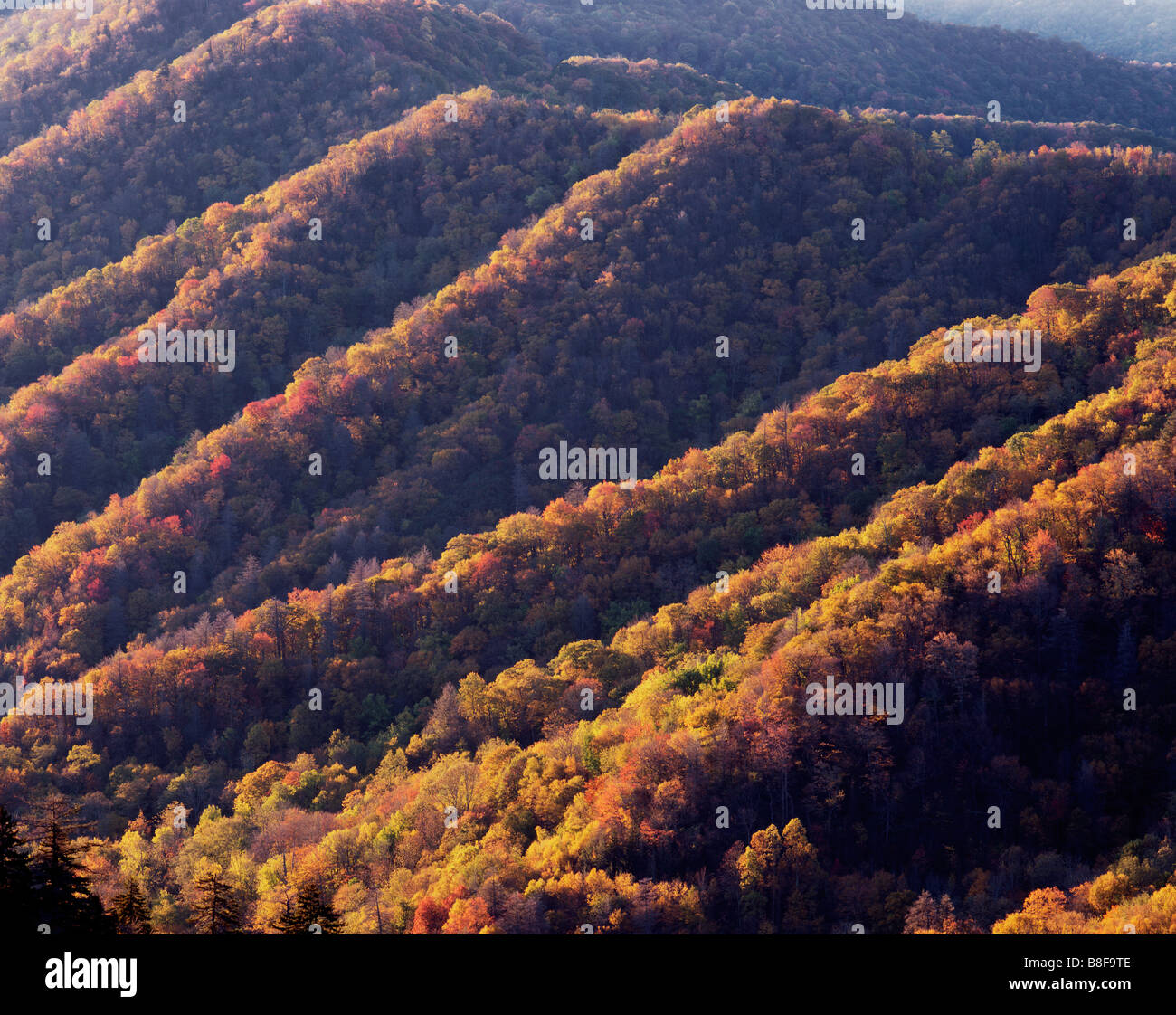 CAROLINA DEL NORD - Autunno a colori lungo gap ritrovata strada nel parco nazionale di Great Smoky Mountains. Foto Stock