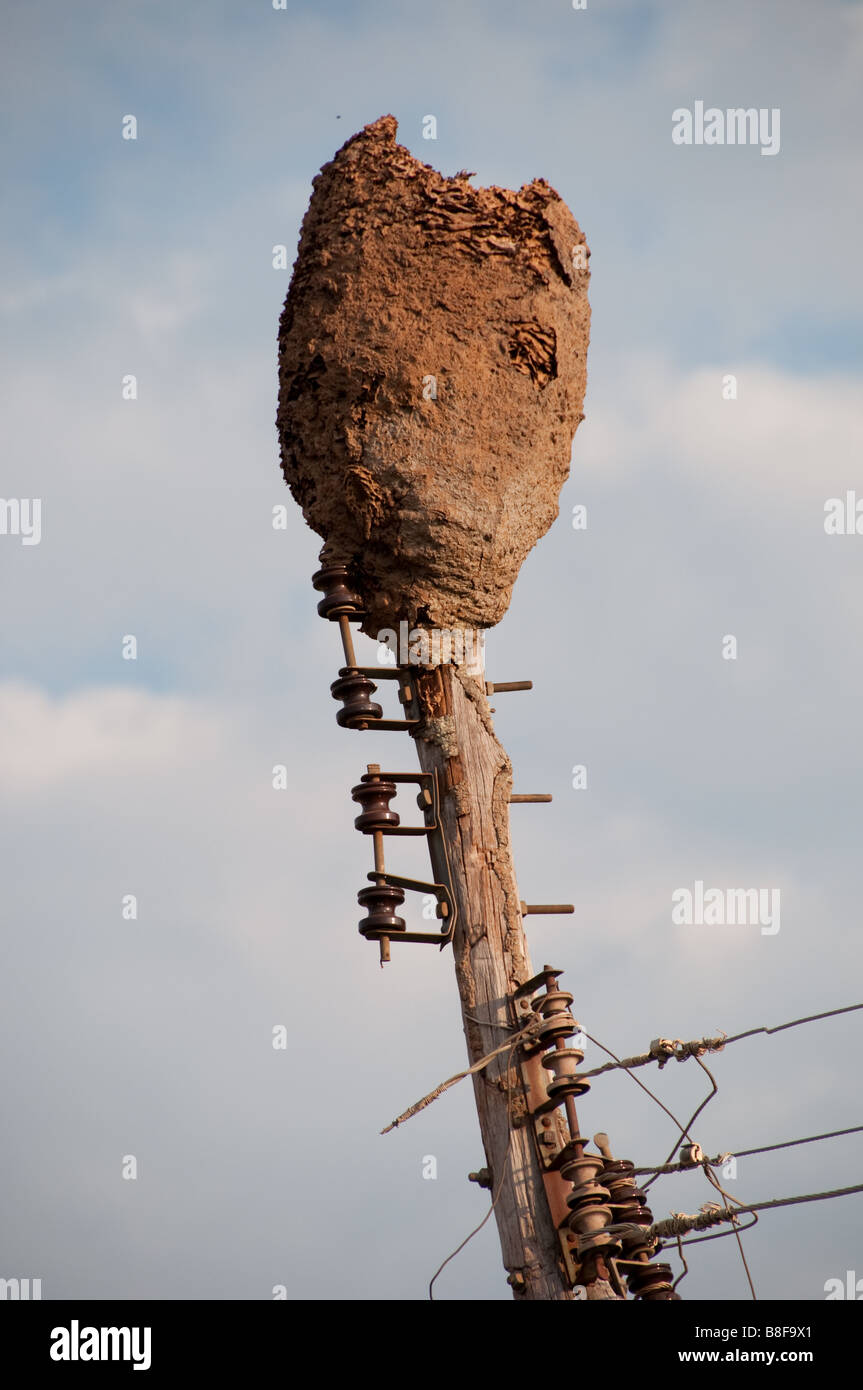 Un grande termite nest si trova sulla cima di un traliccio di elettricità 29 10 2008 Carolina Maranhao Brasile Foto Stock
