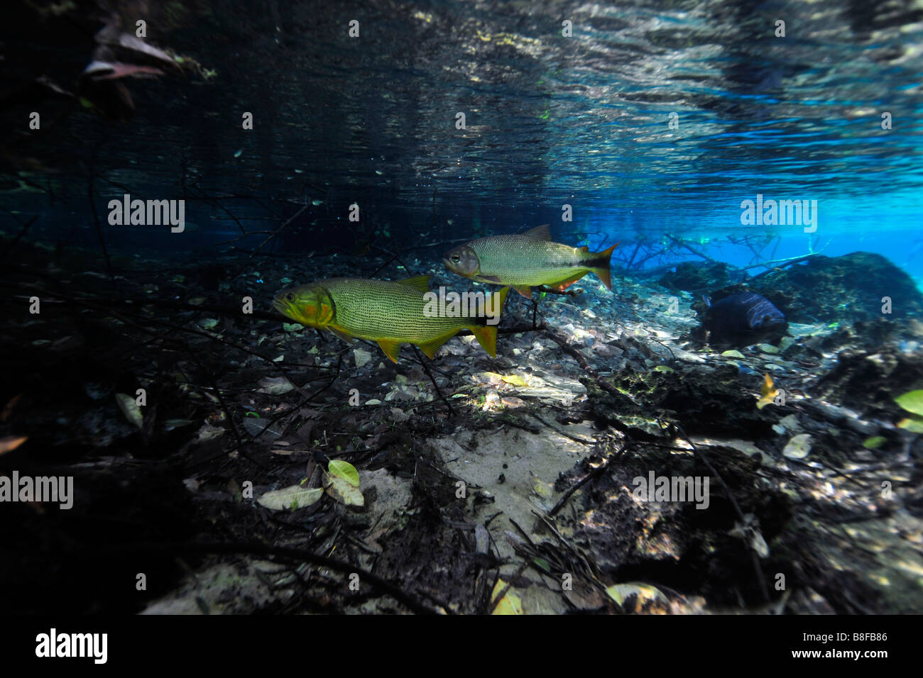 Characins o piraputangas Brycon hilarii a Prata fiume Bonito Mato Grosso do Sul in Brasile Foto Stock