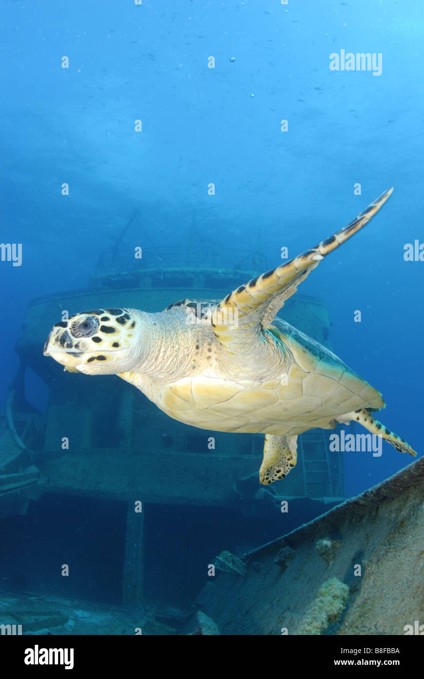 Tartaruga di volo Foto Stock