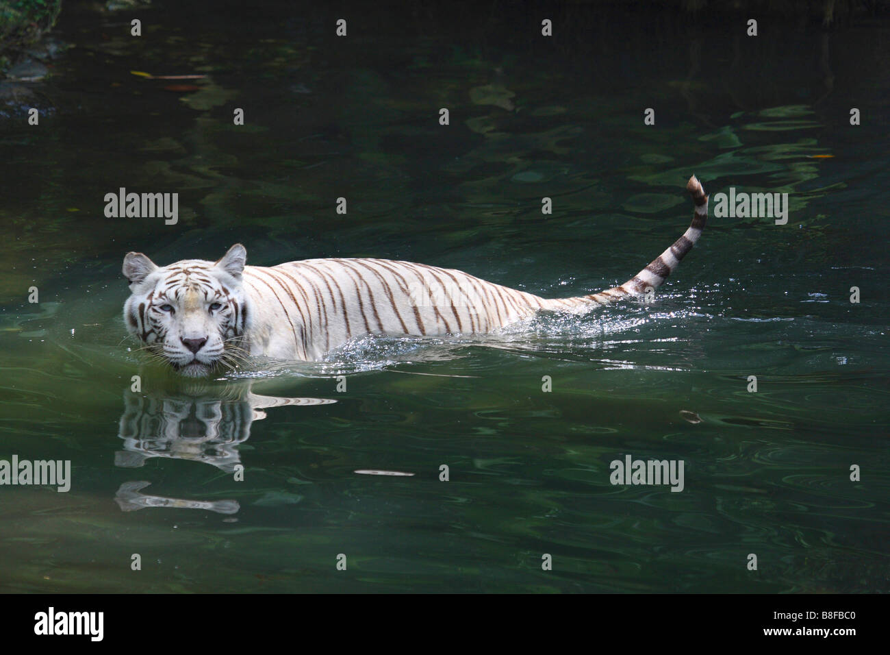 Tigre del Bengala (Panthera tigris tigris), bianco morph nuoto Foto Stock