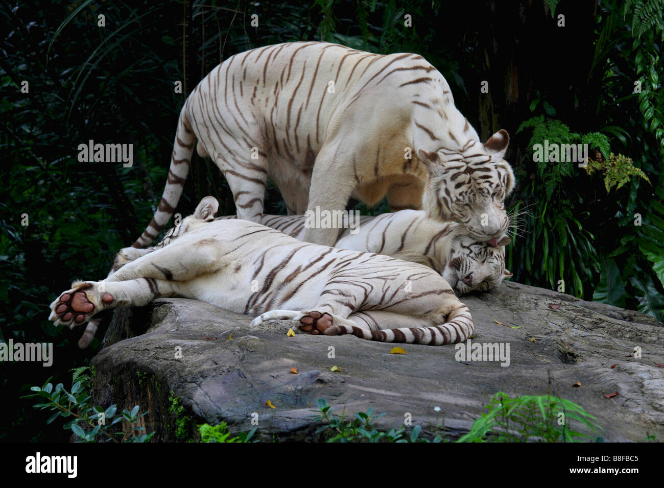 Tigre del Bengala (Panthera tigris tigris), bianco morph Foto Stock