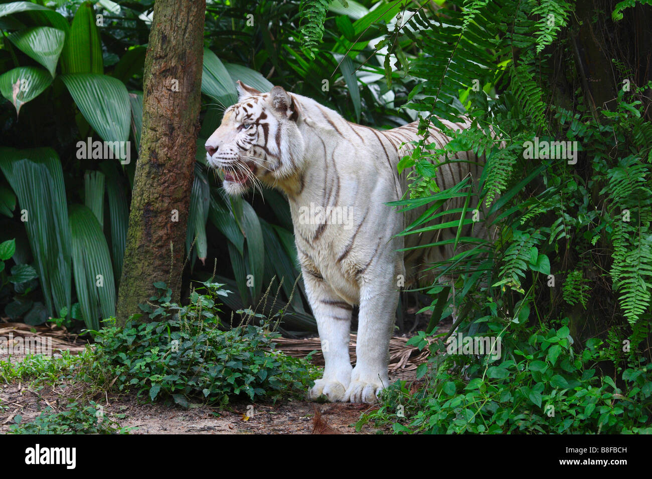 Tigre del Bengala (Panthera tigris tigris), bianco morph Foto Stock