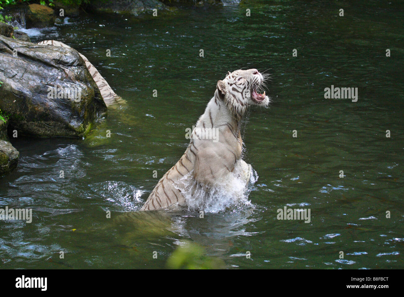 Tigre del Bengala (Panthera tigris tigris), salto ad alto contenuto di acqua, morph bianco Foto Stock