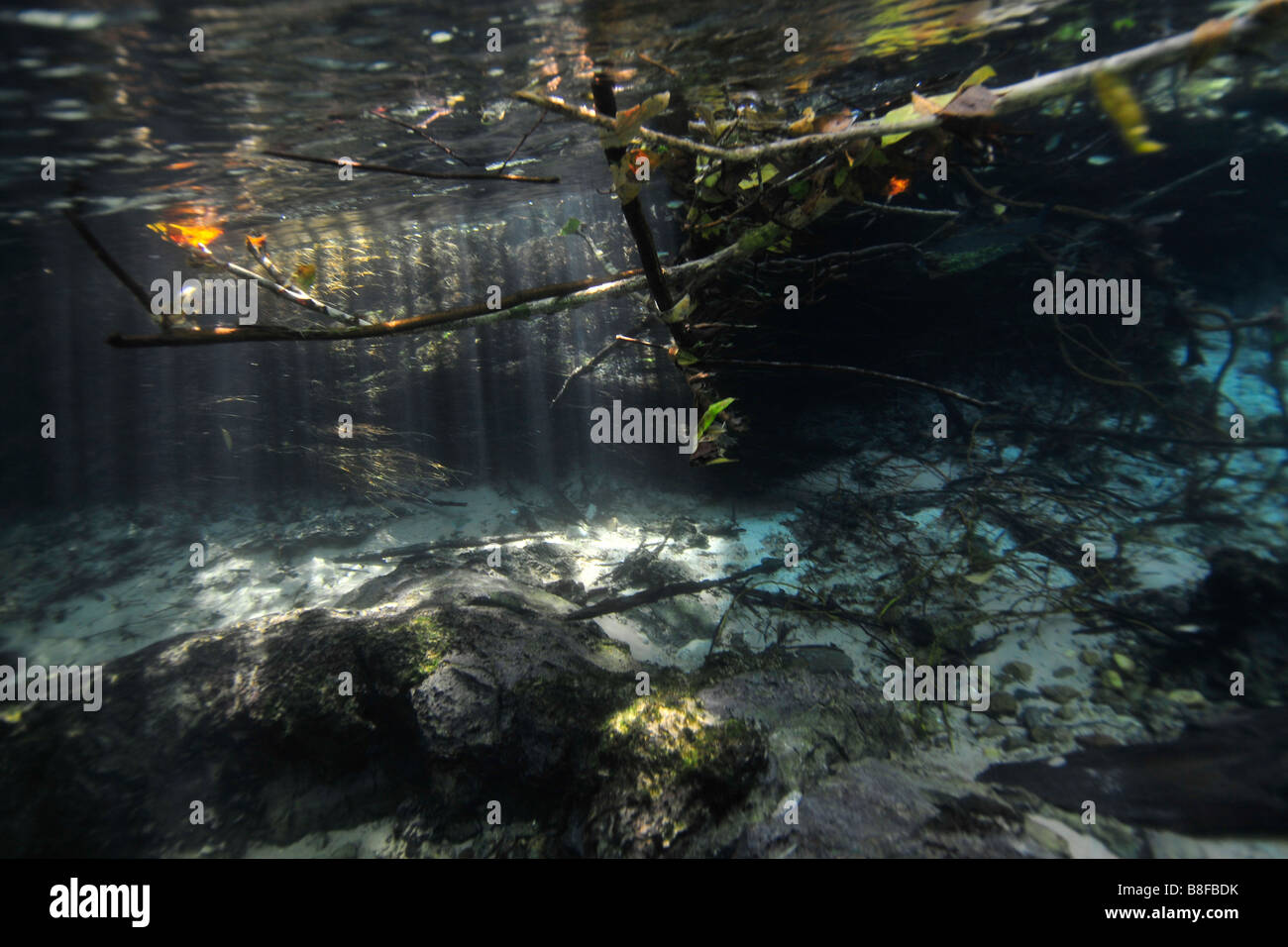 Paesaggio sottomarino di Olho D'Agua river, Bonito, Mato Grosso do Sul, Brasile Foto Stock