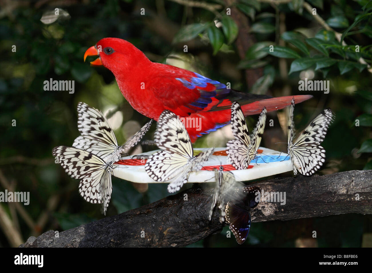 Eclectus parrot (Eclectus roratus), con un sacco di farfalle Foto Stock