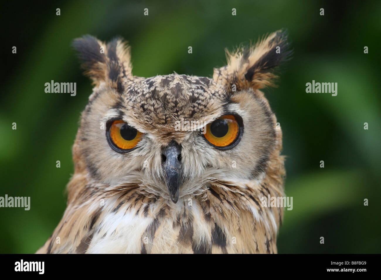 Forest gufo reale (Bubo nipalensis), ritratto Foto Stock