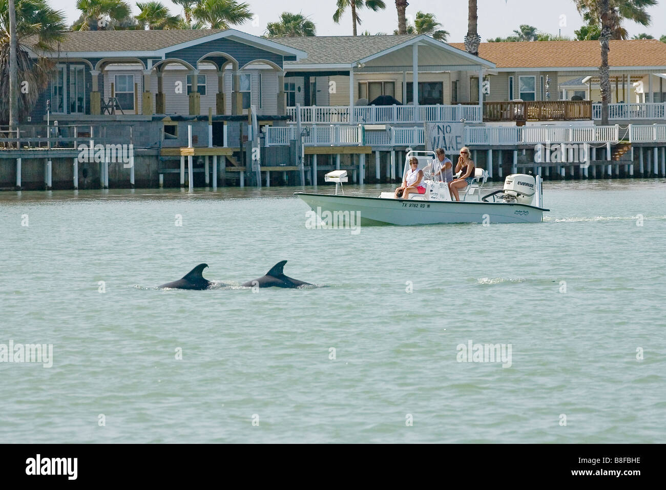 Guardare la gente Bottlenosed delfini dalla loro imbarcazione. Foto Stock