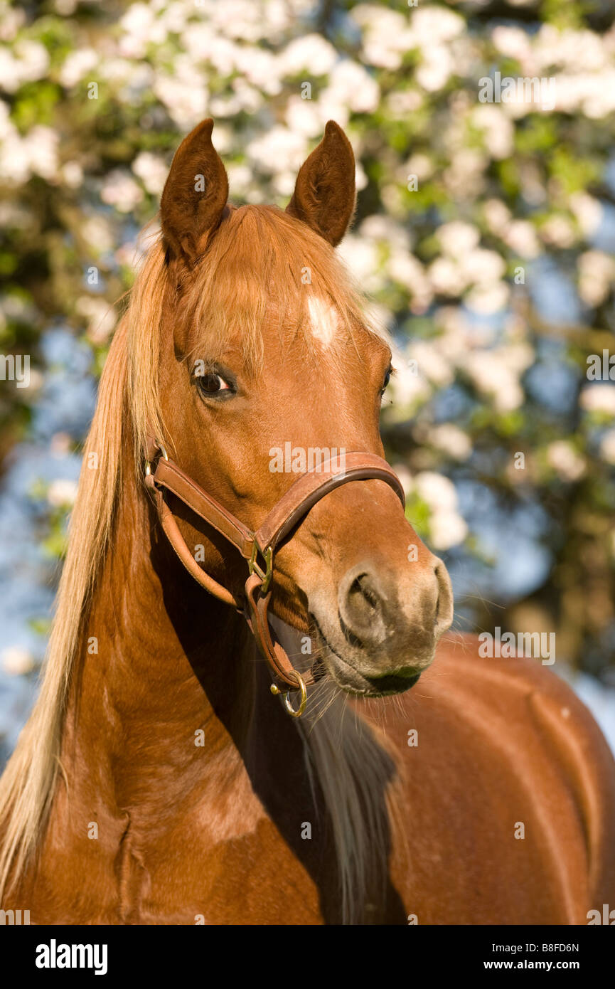 Arabian Horse (Equus caballus ferus), il ritratto di mare Foto Stock