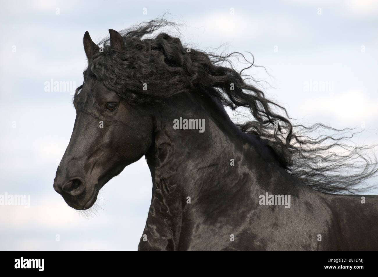 Il frisone Cavallo (Equus caballus ferus), stallone con fluente criniera Foto Stock