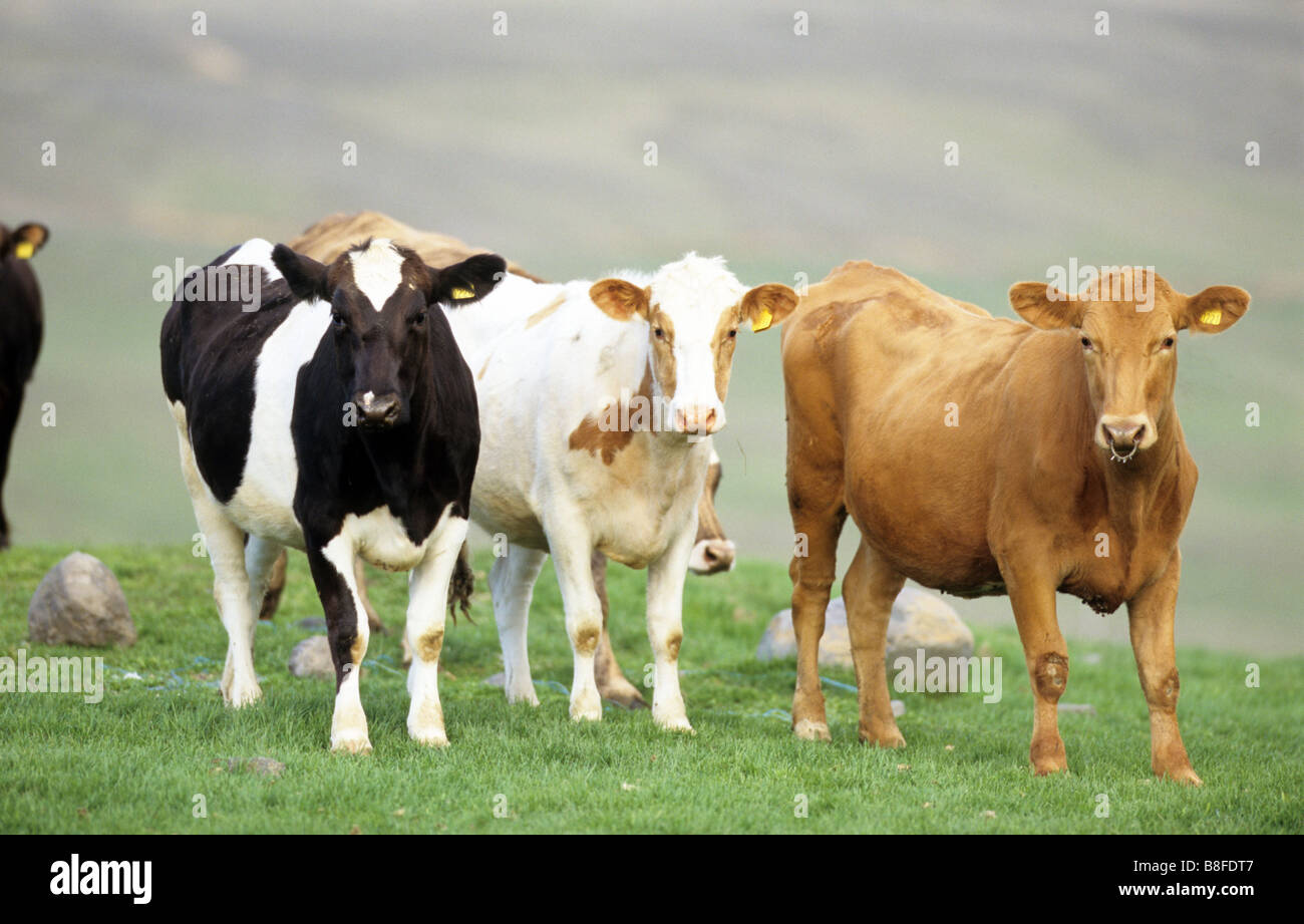 Gli animali domestici della specie bovina (Bos taurus, Bos primigenius), giovani bovini di razze differenti su un pascolo Foto Stock