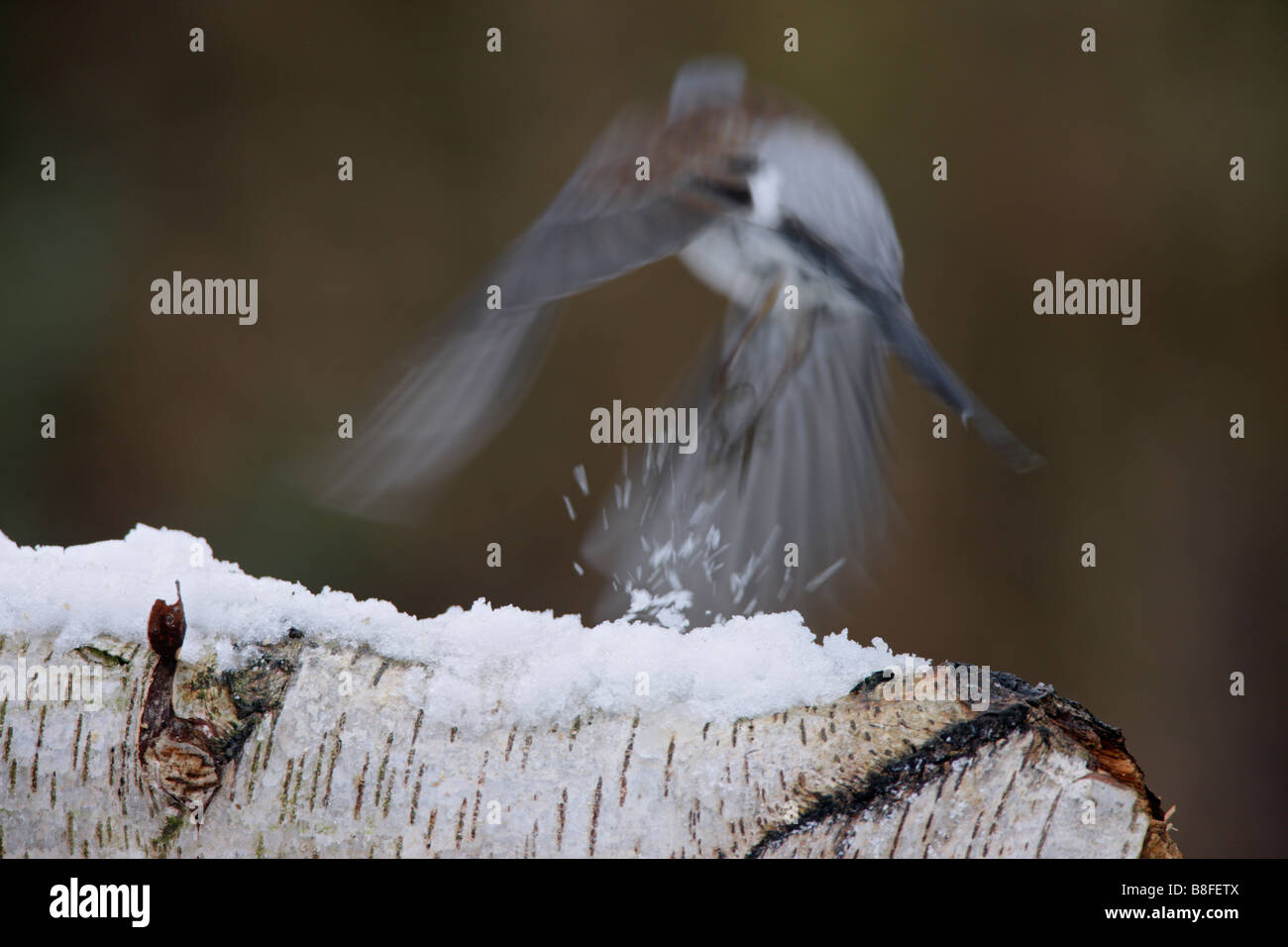 Allodole Cesene Beccacce Turdus pilaris volare lontano nella neve Foto Stock