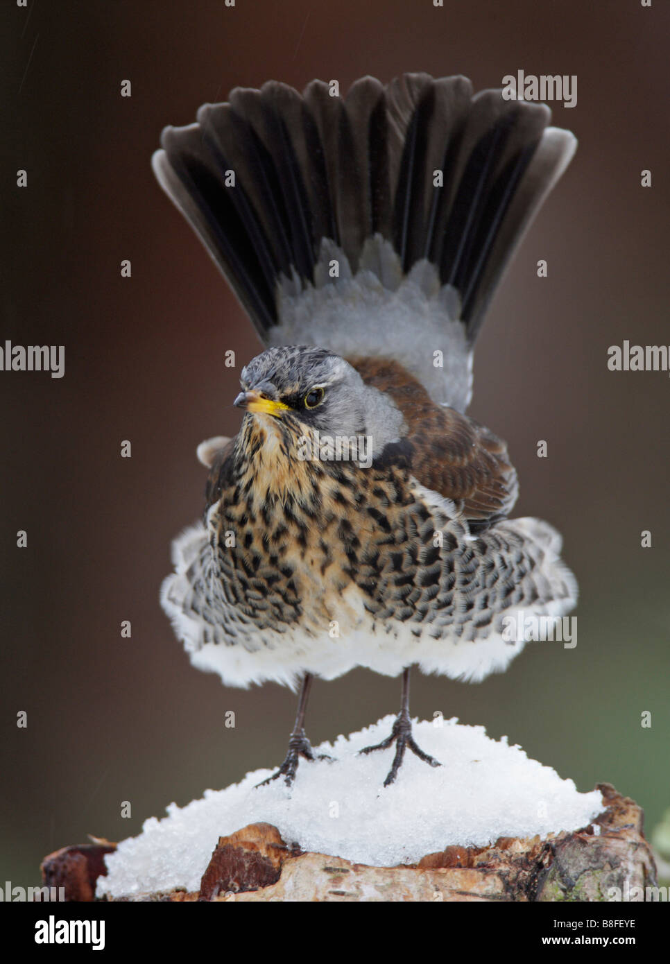 Allodole Cesene Beccacce Turdus pilaris nella neve con in alto la coda Foto Stock