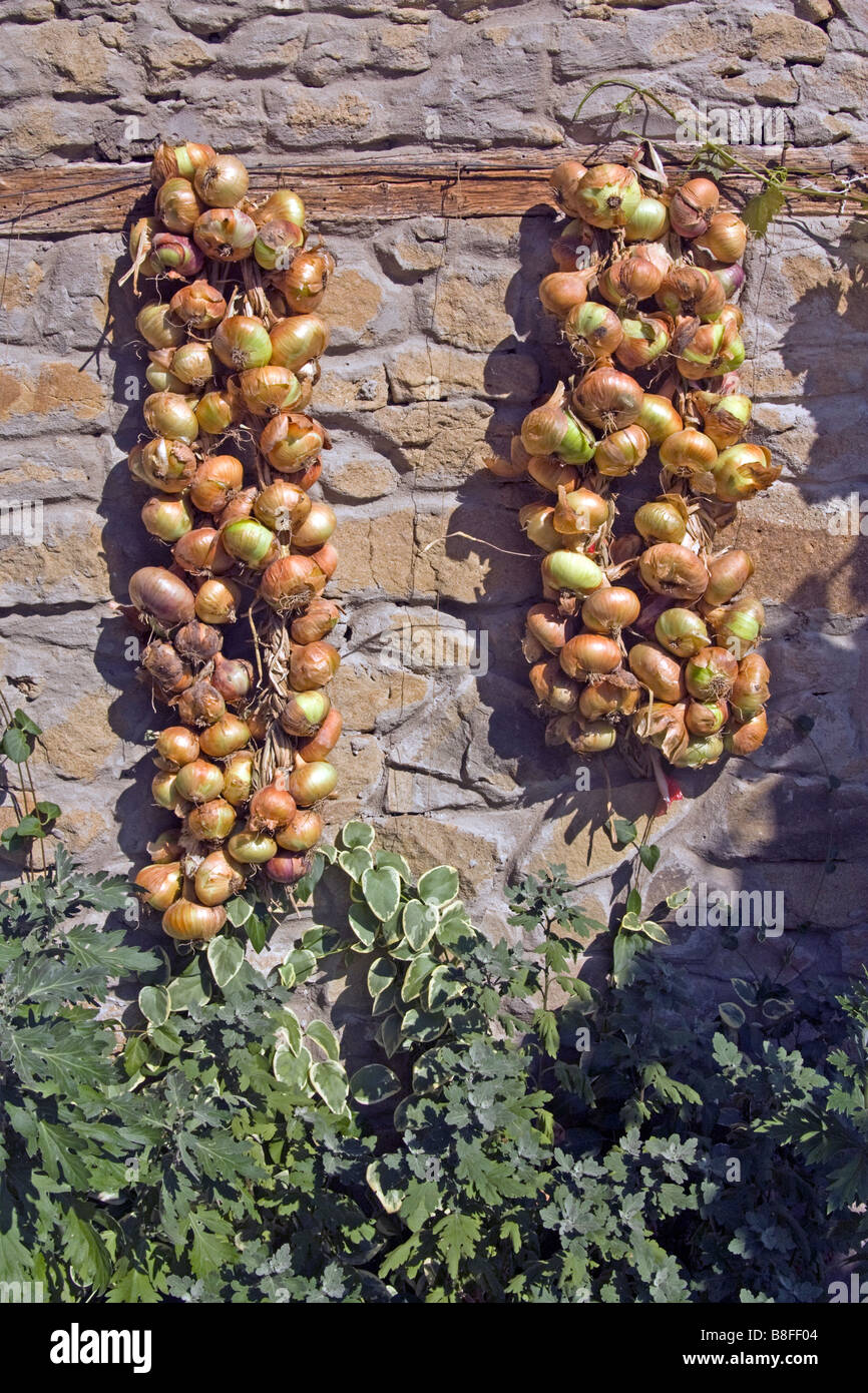 Cipolle appeso a una parete in Zheravena in Bulgaria Foto Stock