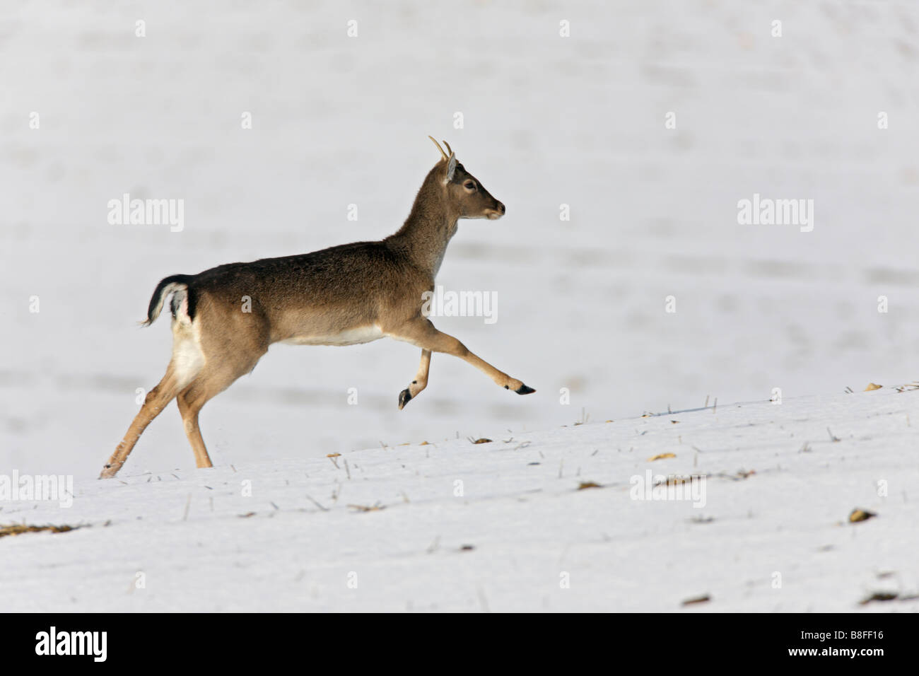 Daino Dama Dama in esecuzione coperta di neve campo Foto Stock