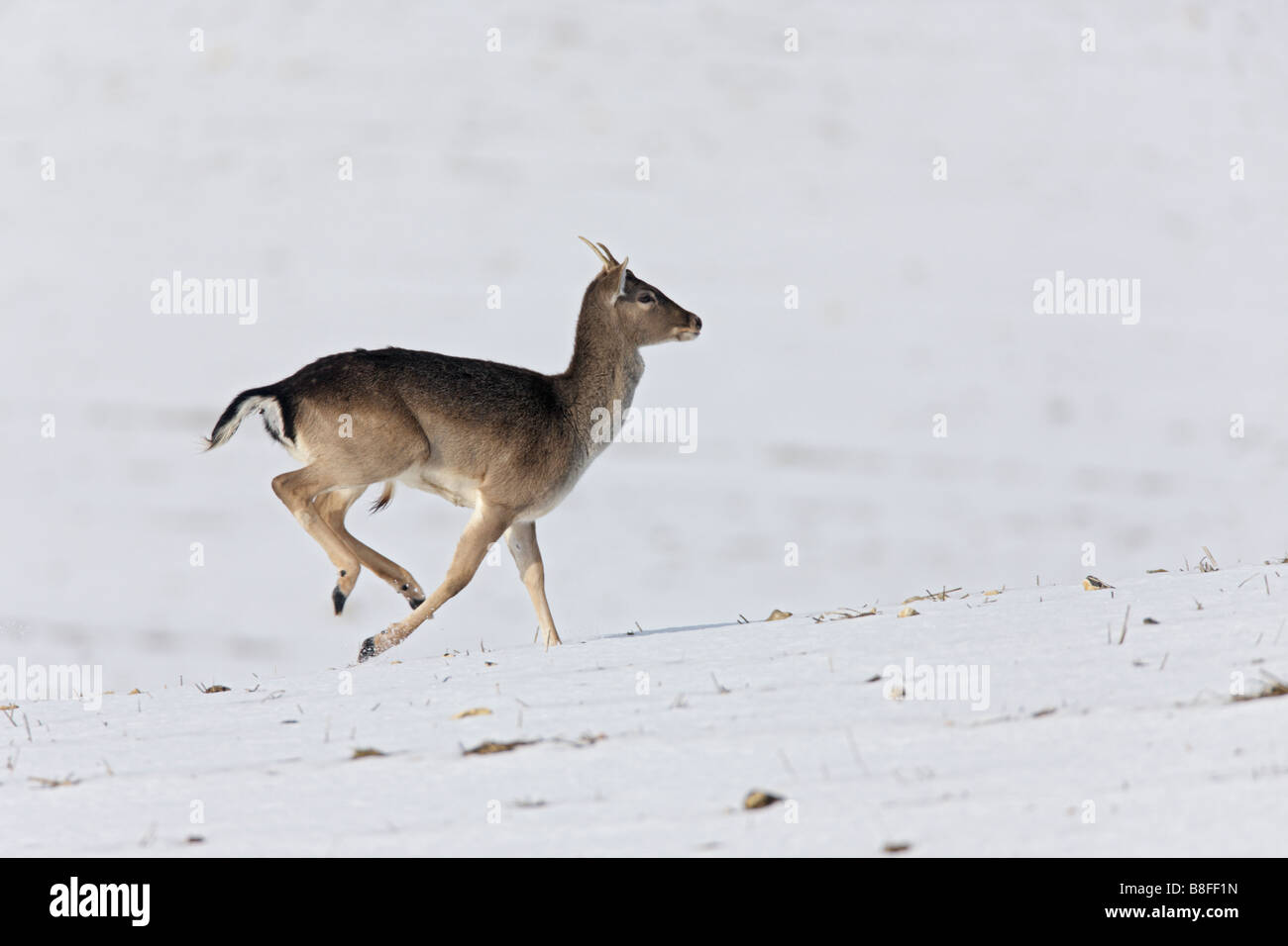 Daino Dama Dama in esecuzione coperta di neve campo Foto Stock