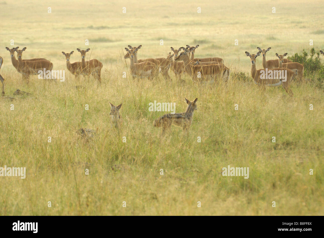 Impala mandria di diffidare di black-backed sciacalli, il Masai Mara, Kenya Foto Stock