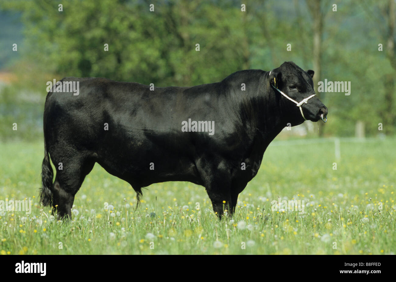 Aberdeen Angus, Black Angus (Bos taurus, Bos primigenius), nero allevamento bull su un pascolo Foto Stock