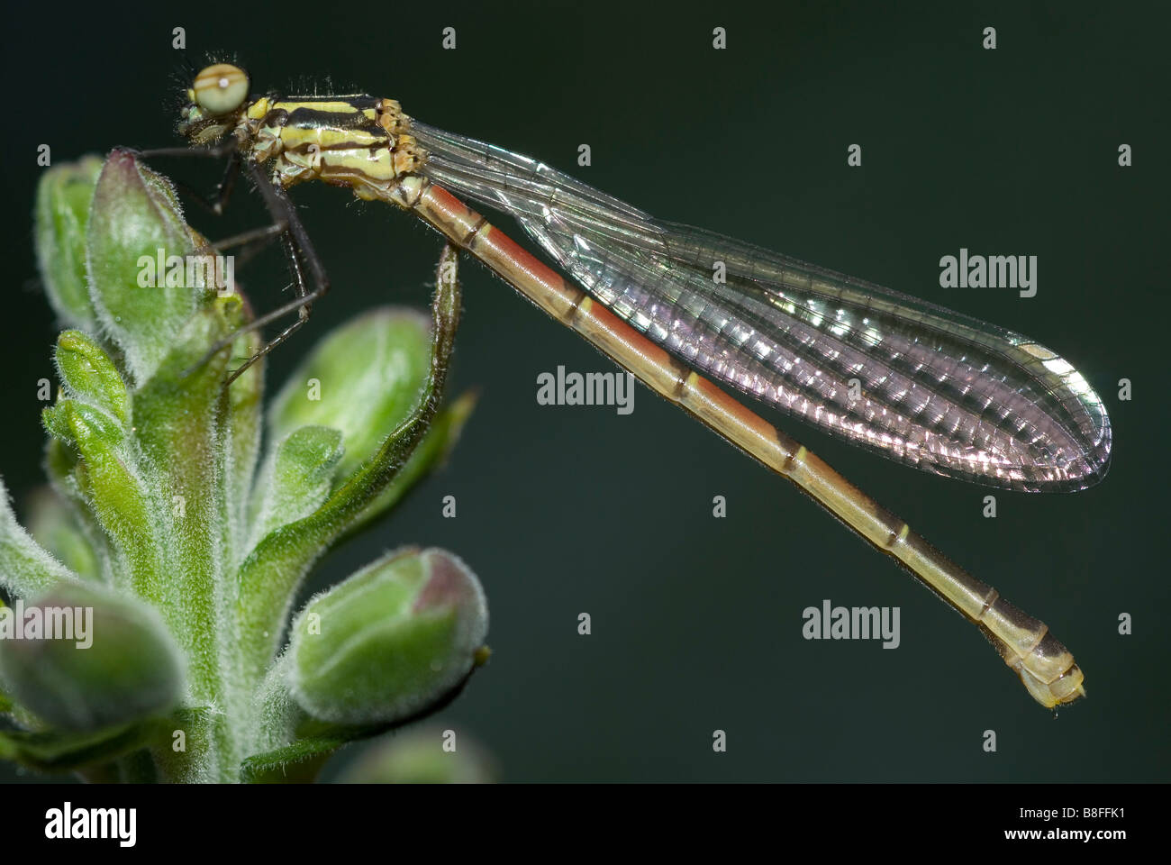 Femmina Rosso Grande Damselfly (Pyrrhosoma nymphula) Foto Stock