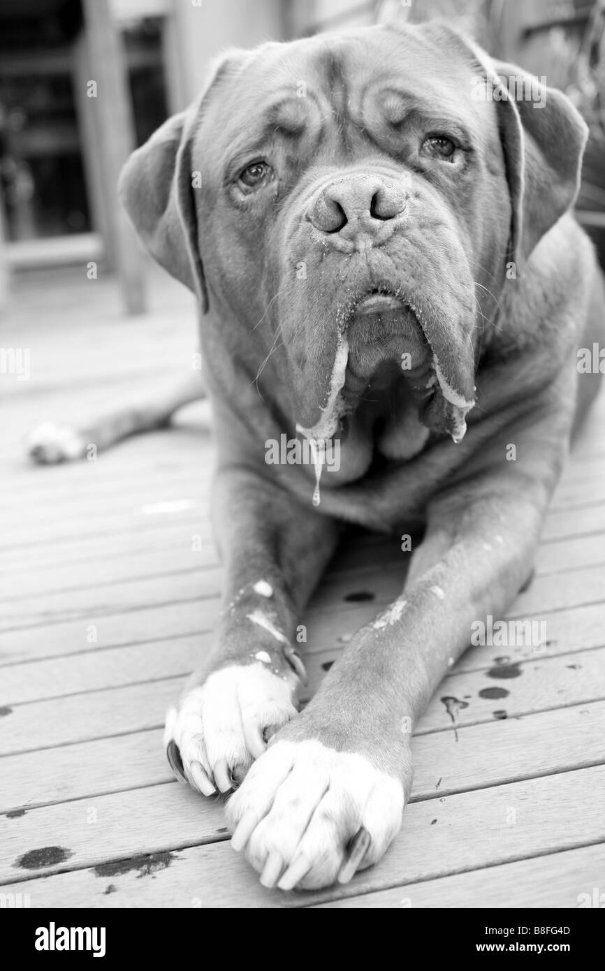 Il francese Mastiff o Dogue de Bordeaux Foto Stock