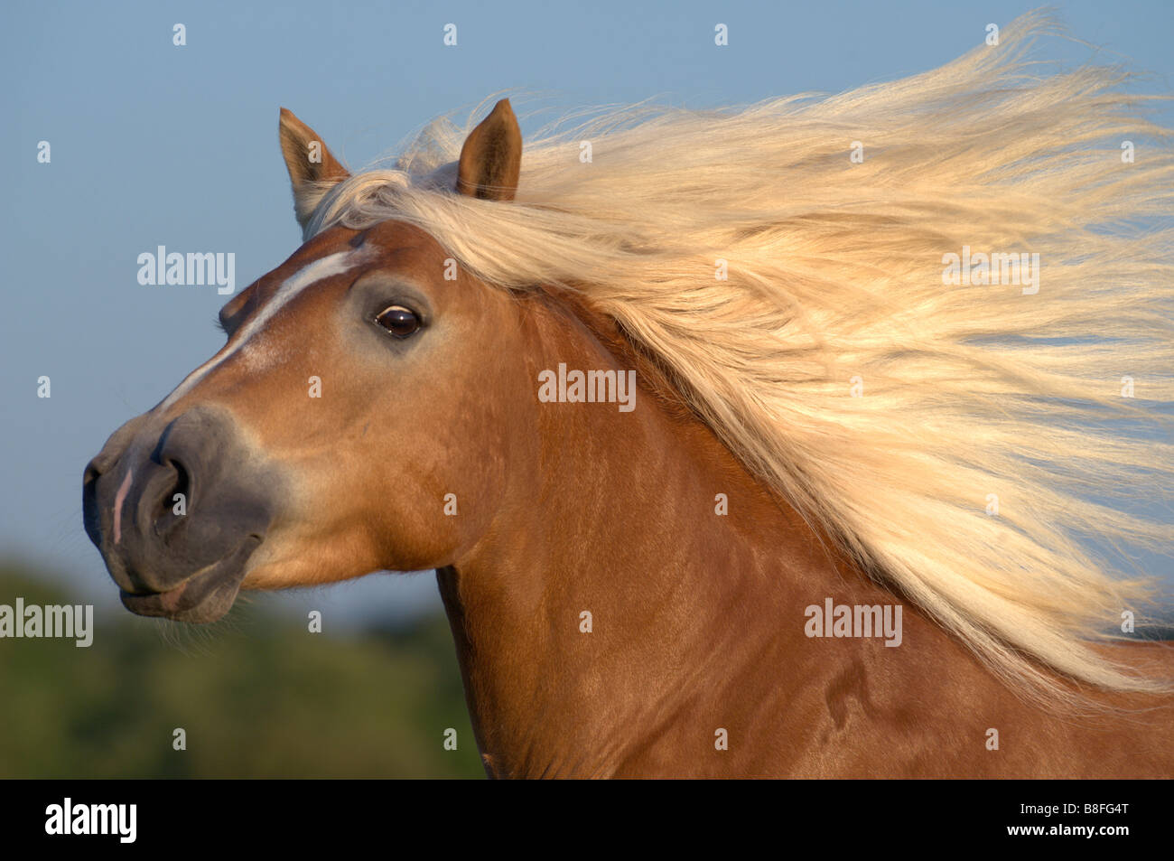 Cavalli di Razza Haflinger (Equus caballus ferus), stallone con lunga criniera fluente Foto Stock